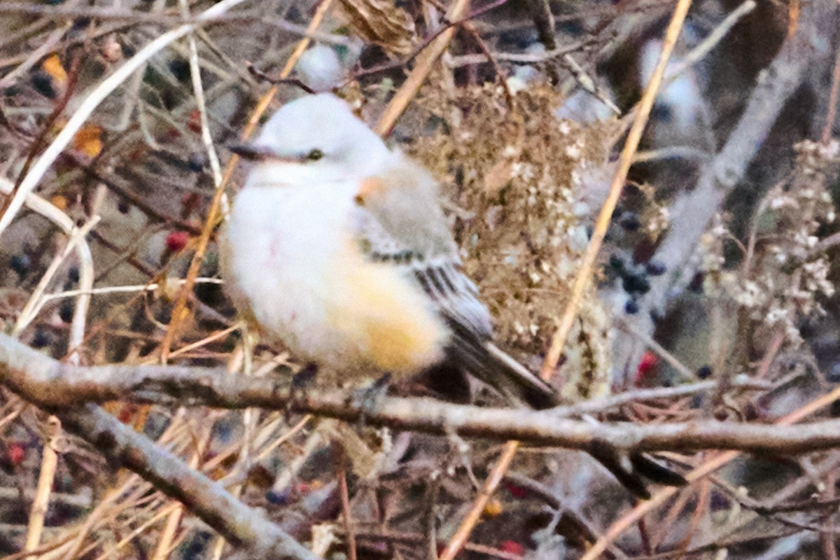 Scissor-tailed Flycatcher - ML646883477