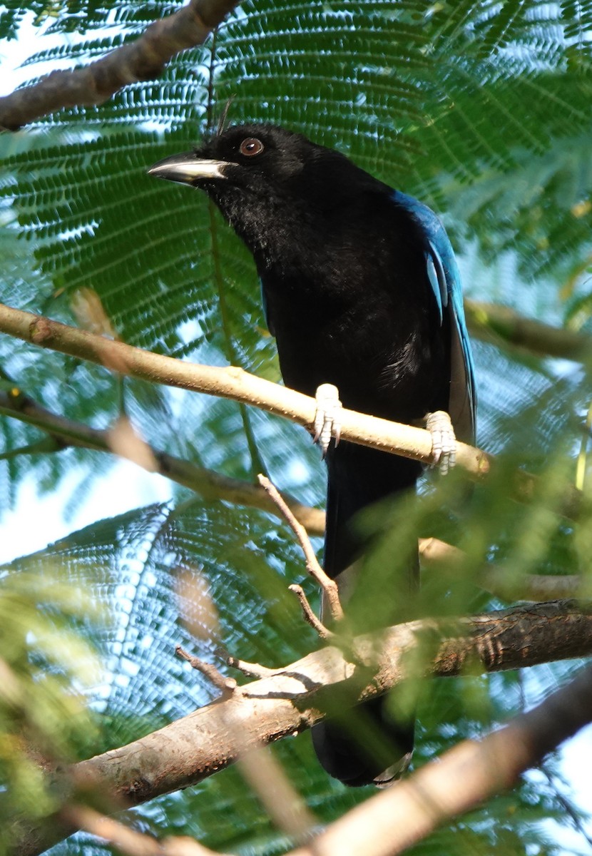 ヌレバカケス - ML646883479