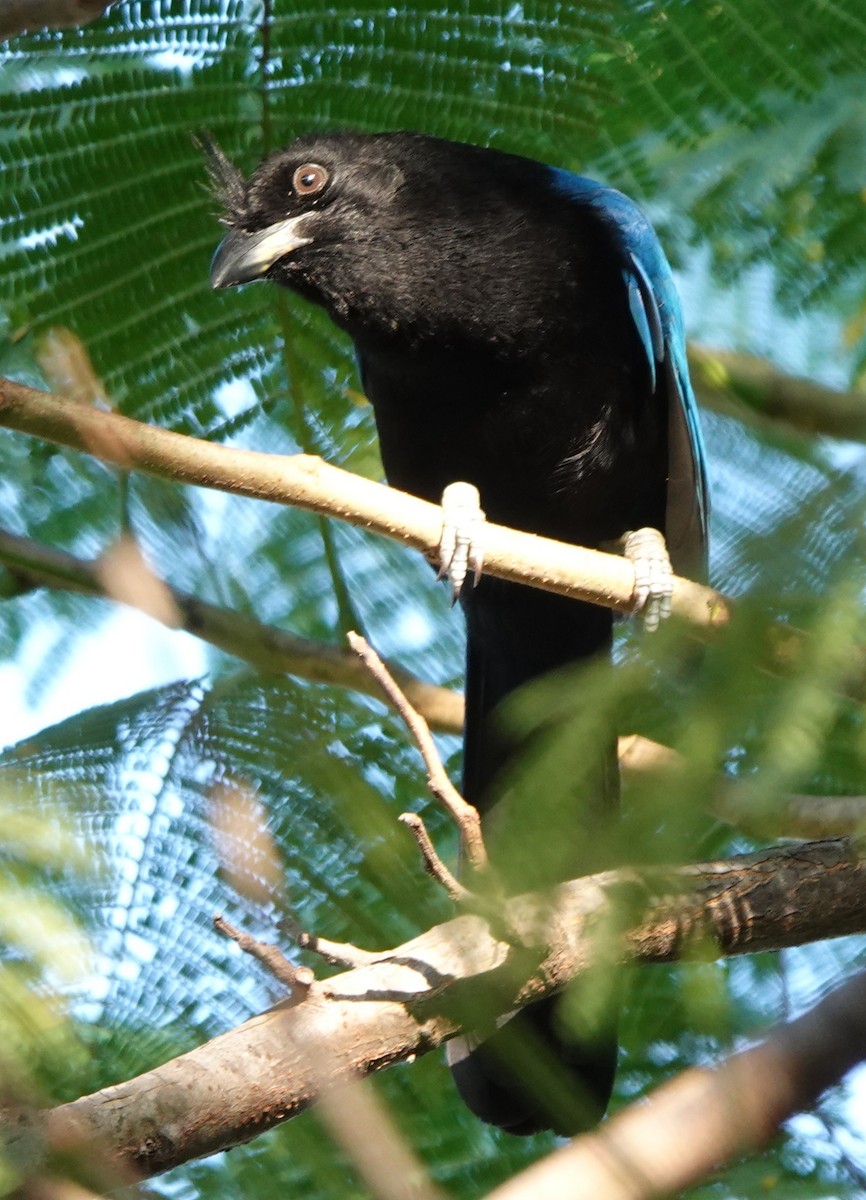 ヌレバカケス - ML646883480