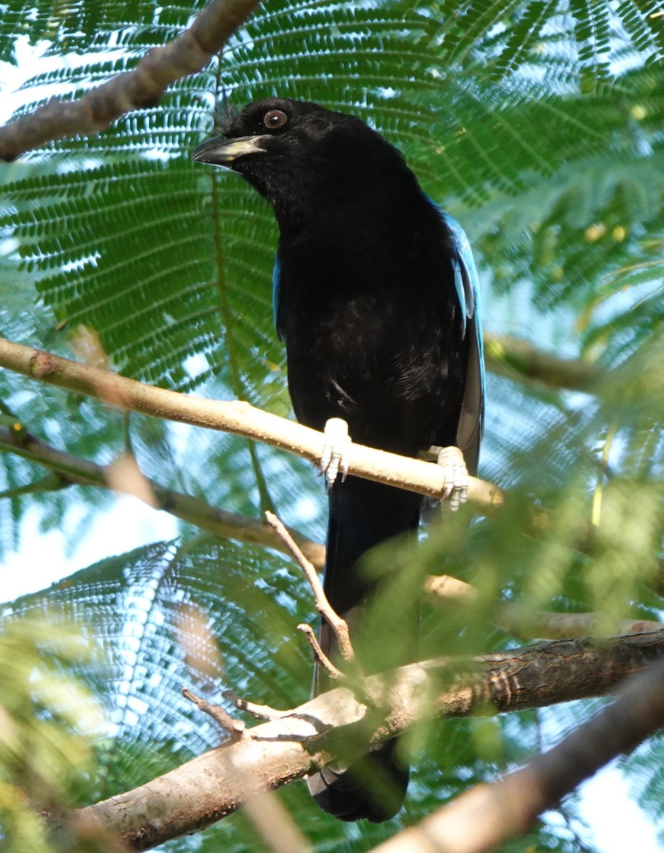 ヌレバカケス - ML646883481