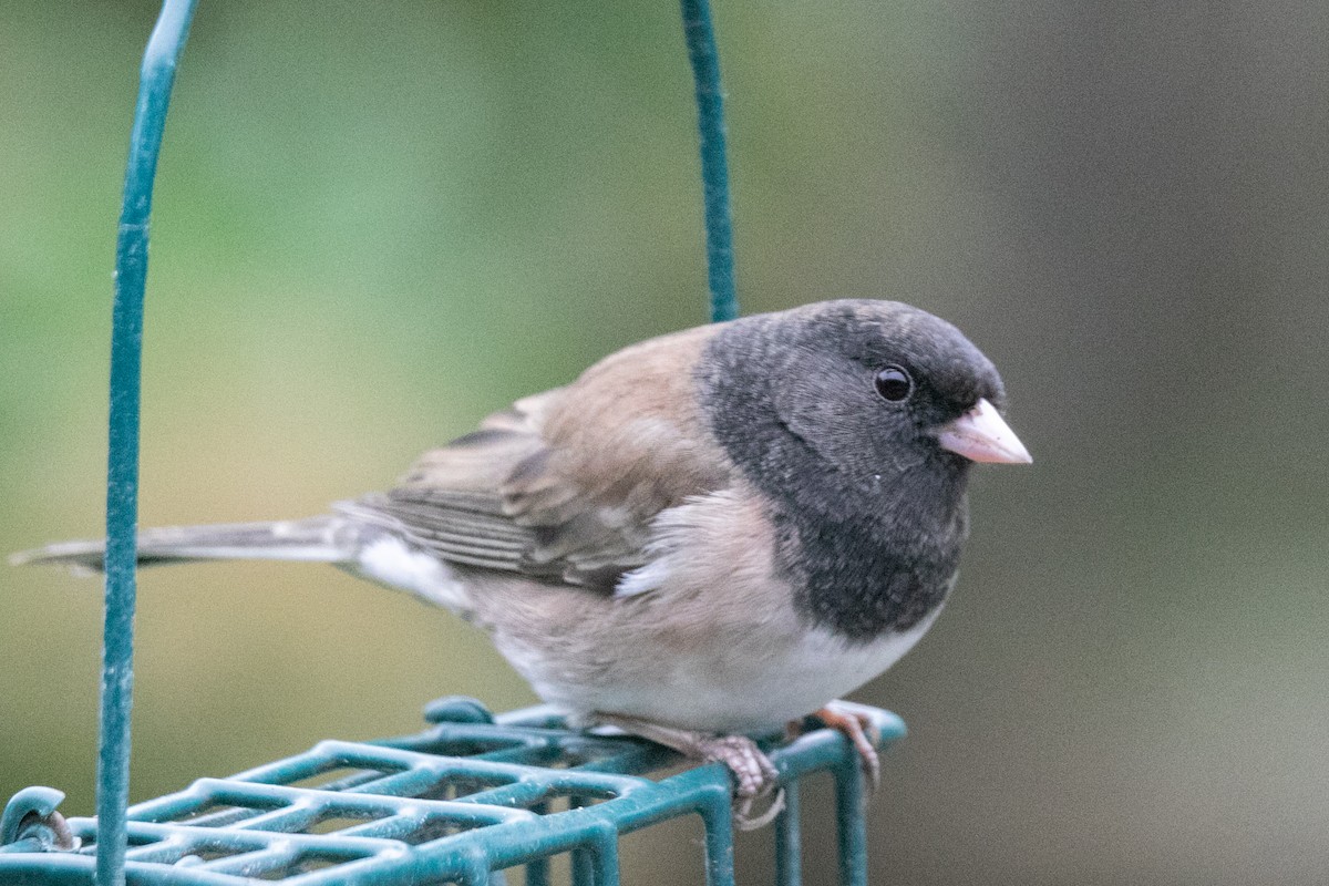 Dark-eyed Junco - ML646883482