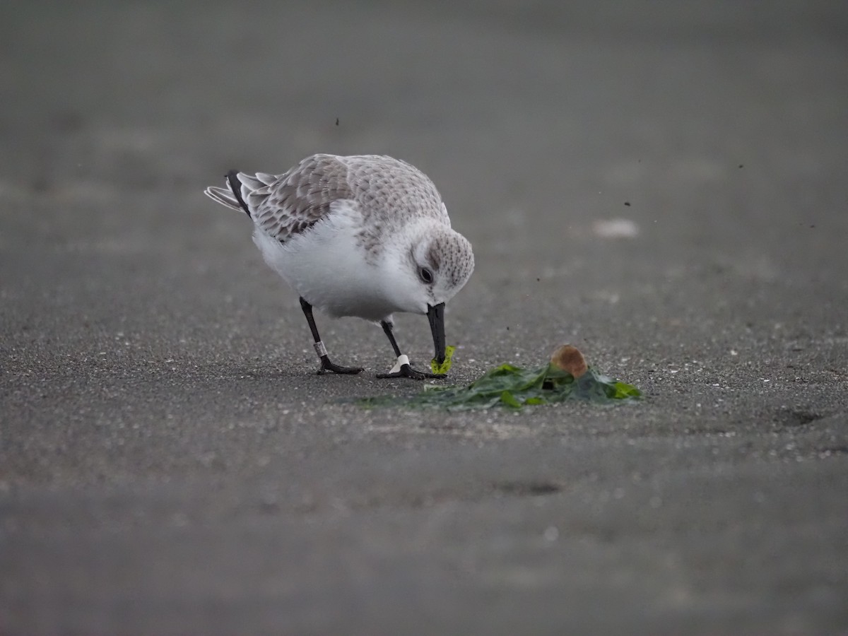 Sanderling - ML646883485