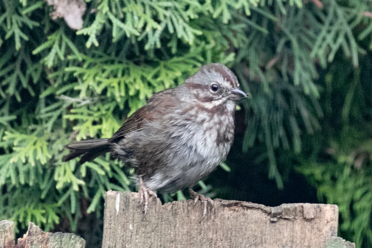 Song Sparrow - ML646883486