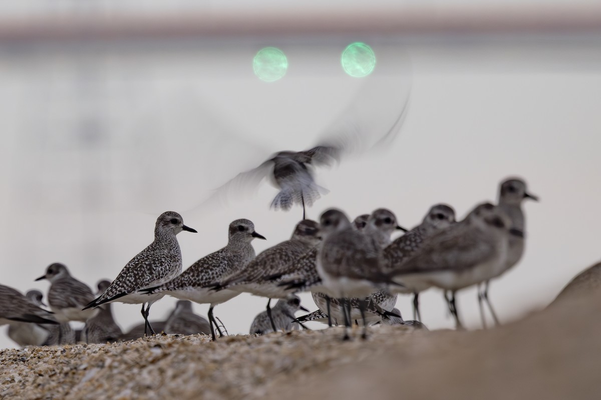 Txirri grisa - ML646883495