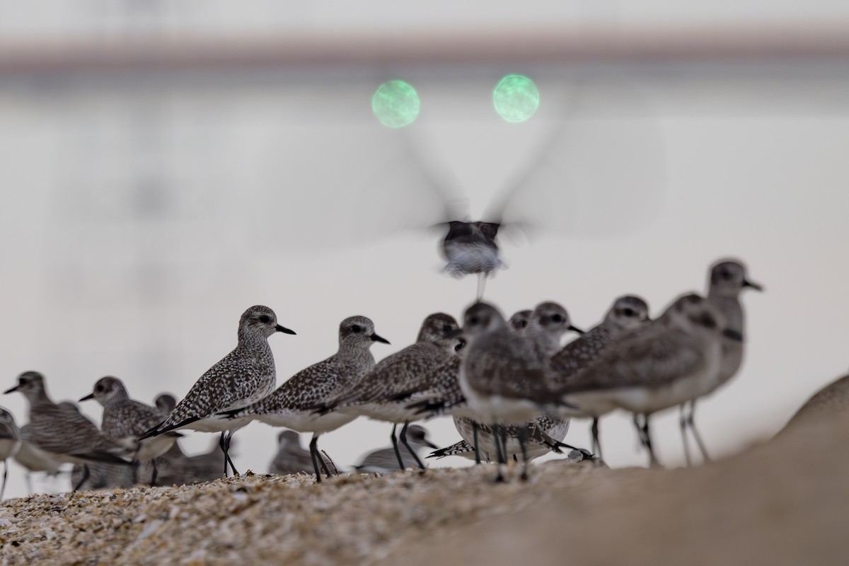 חופזי מנומר - ML646883496