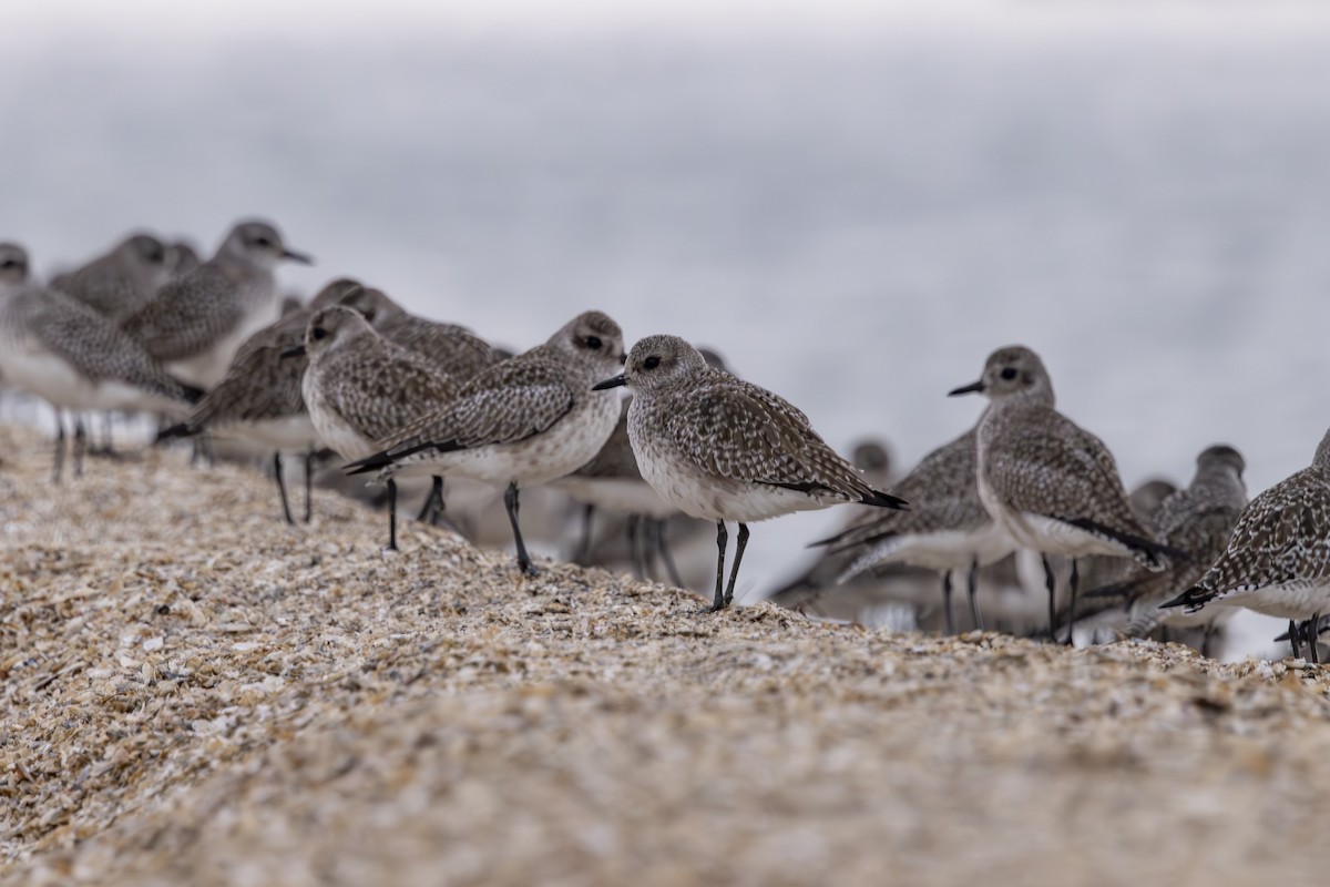 חופזי מנומר - ML646883497