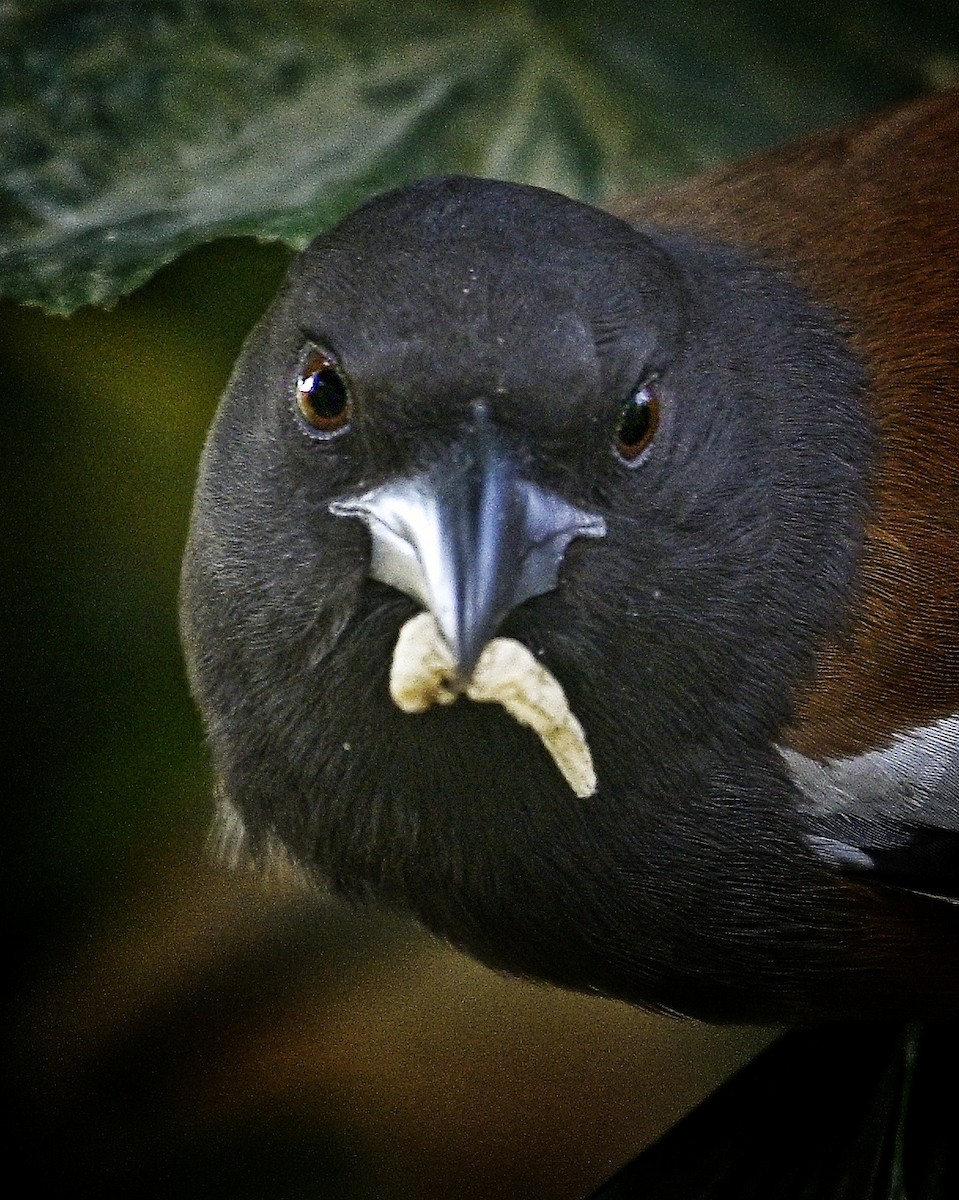 Rufous Treepie - ML646883498