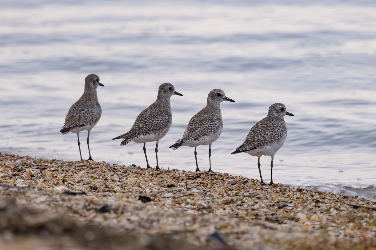 חופזי מנומר - ML646883499