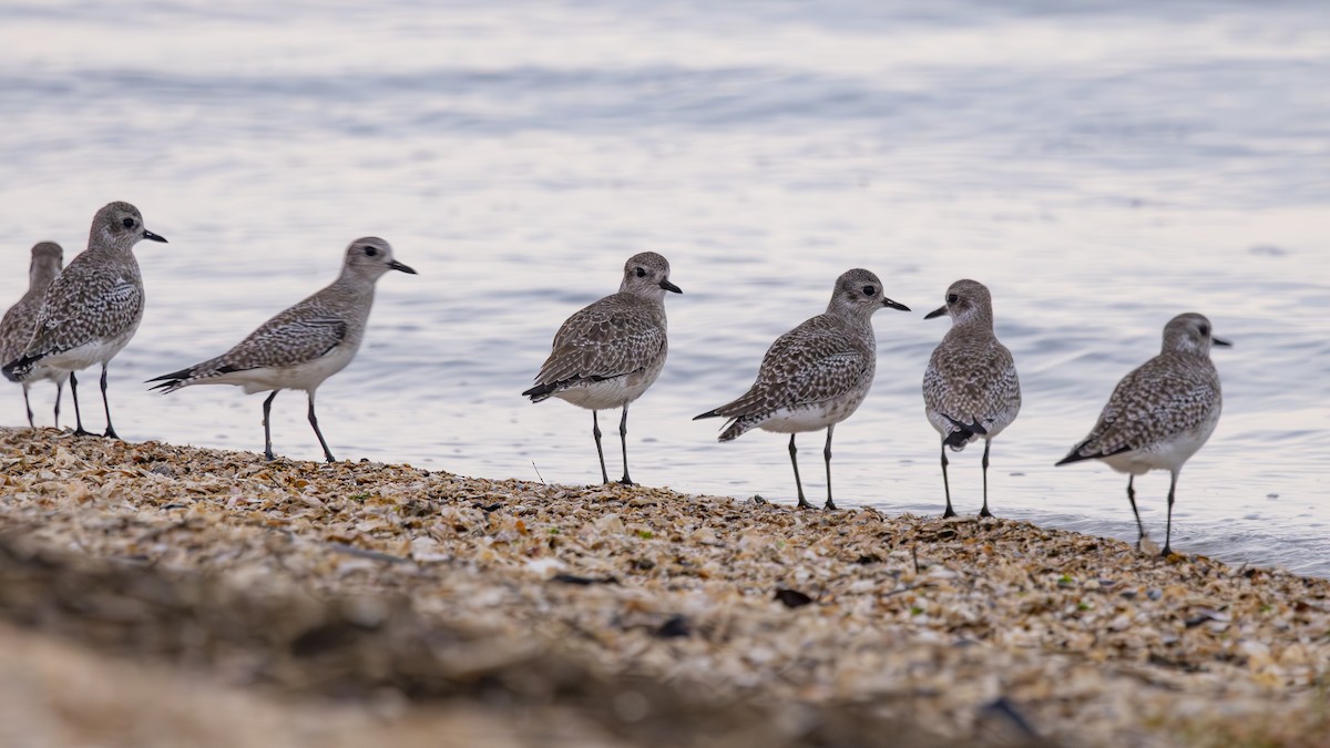חופזי מנומר - ML646883500