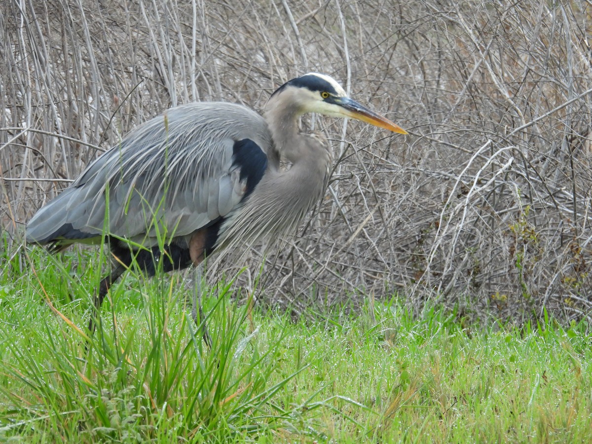 אנפה אמריקנית - ML646883503