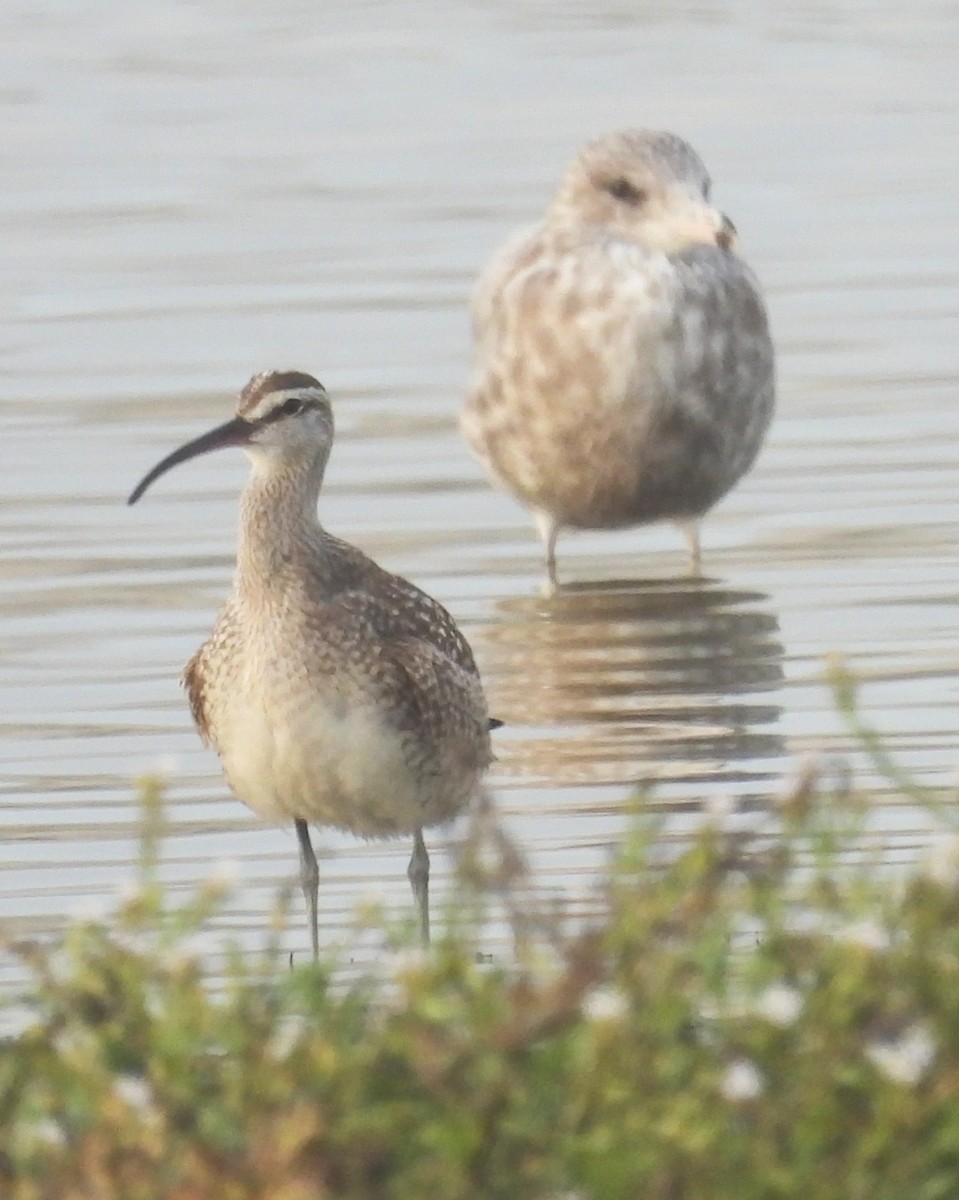 חרמשון אמריקאי - ML646883506