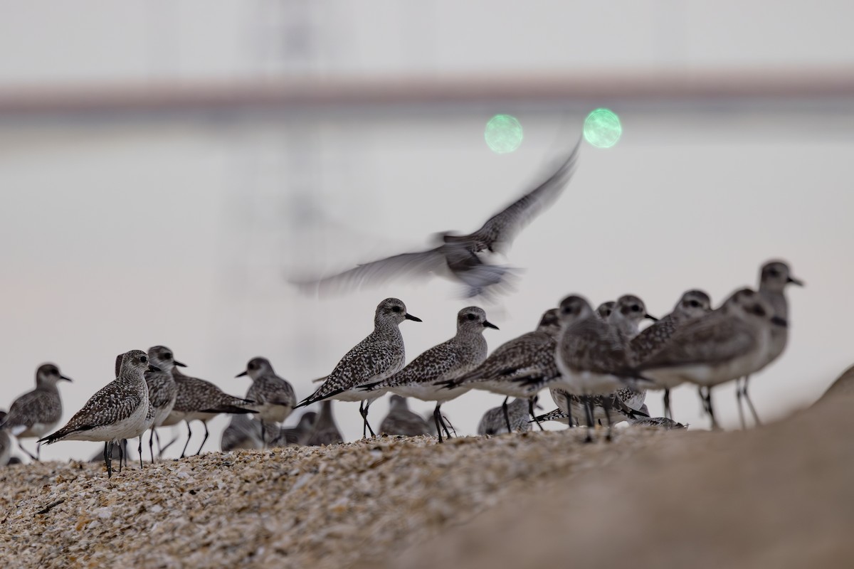 חופזי מנומר - ML646883507