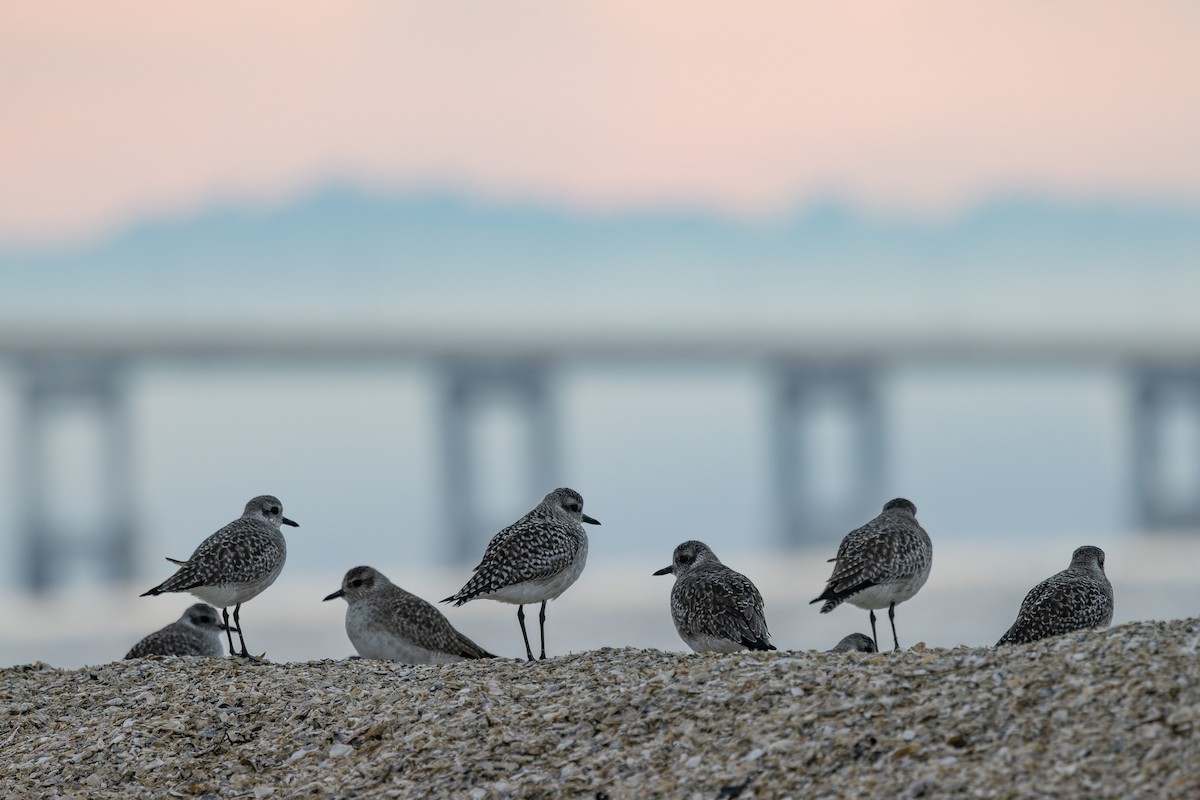 חופזי מנומר - ML646883508