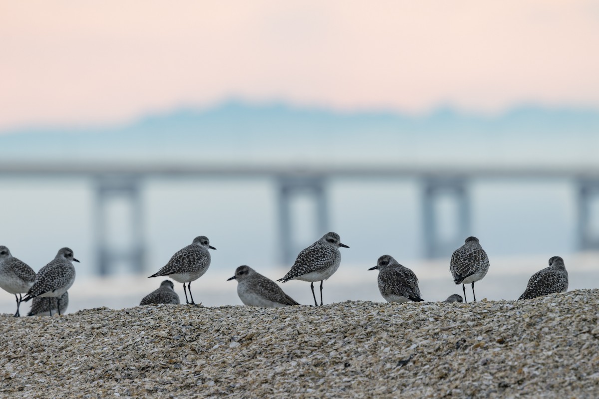 חופזי מנומר - ML646883509