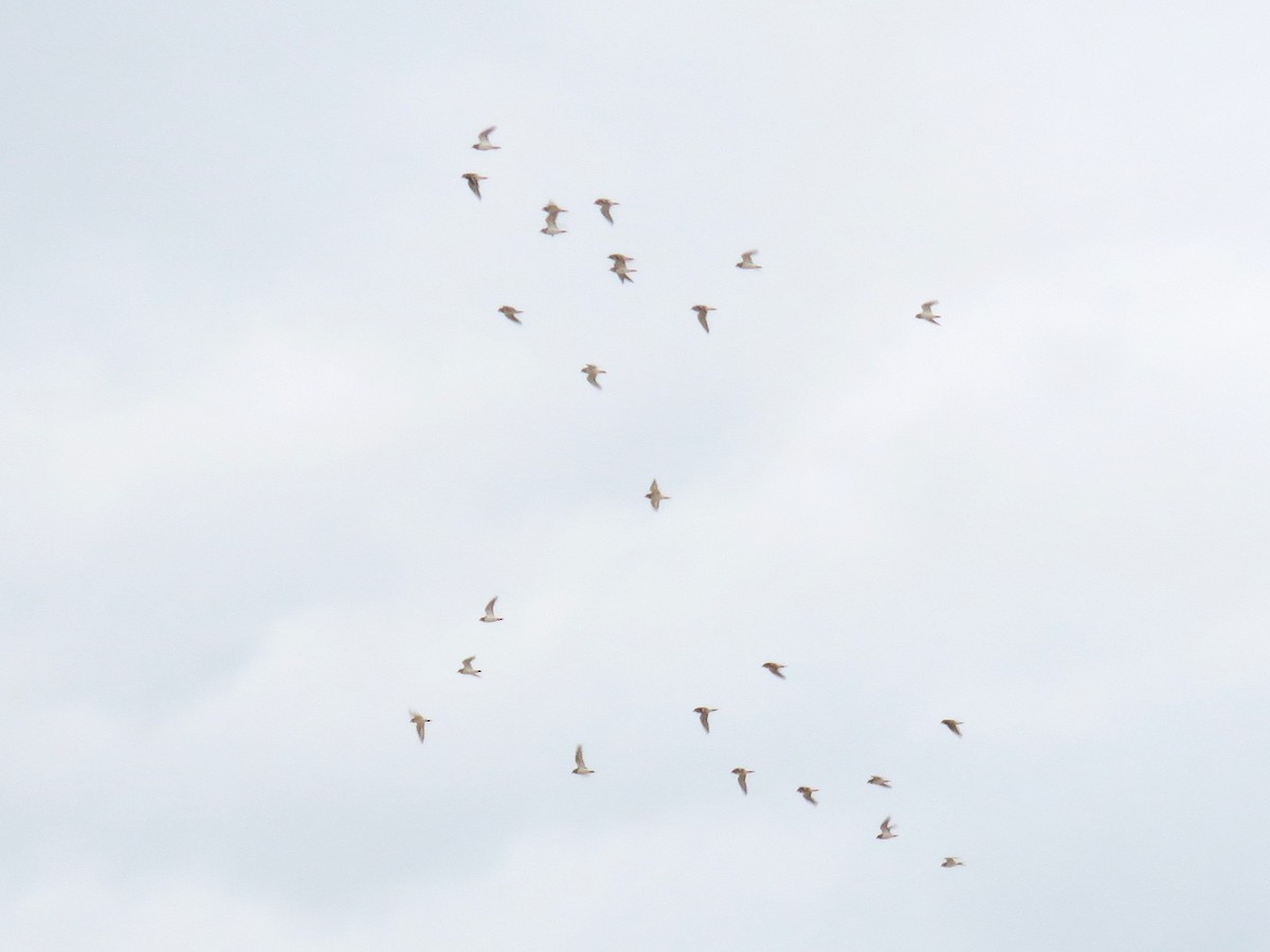 חופמי צווארון - ML646883510