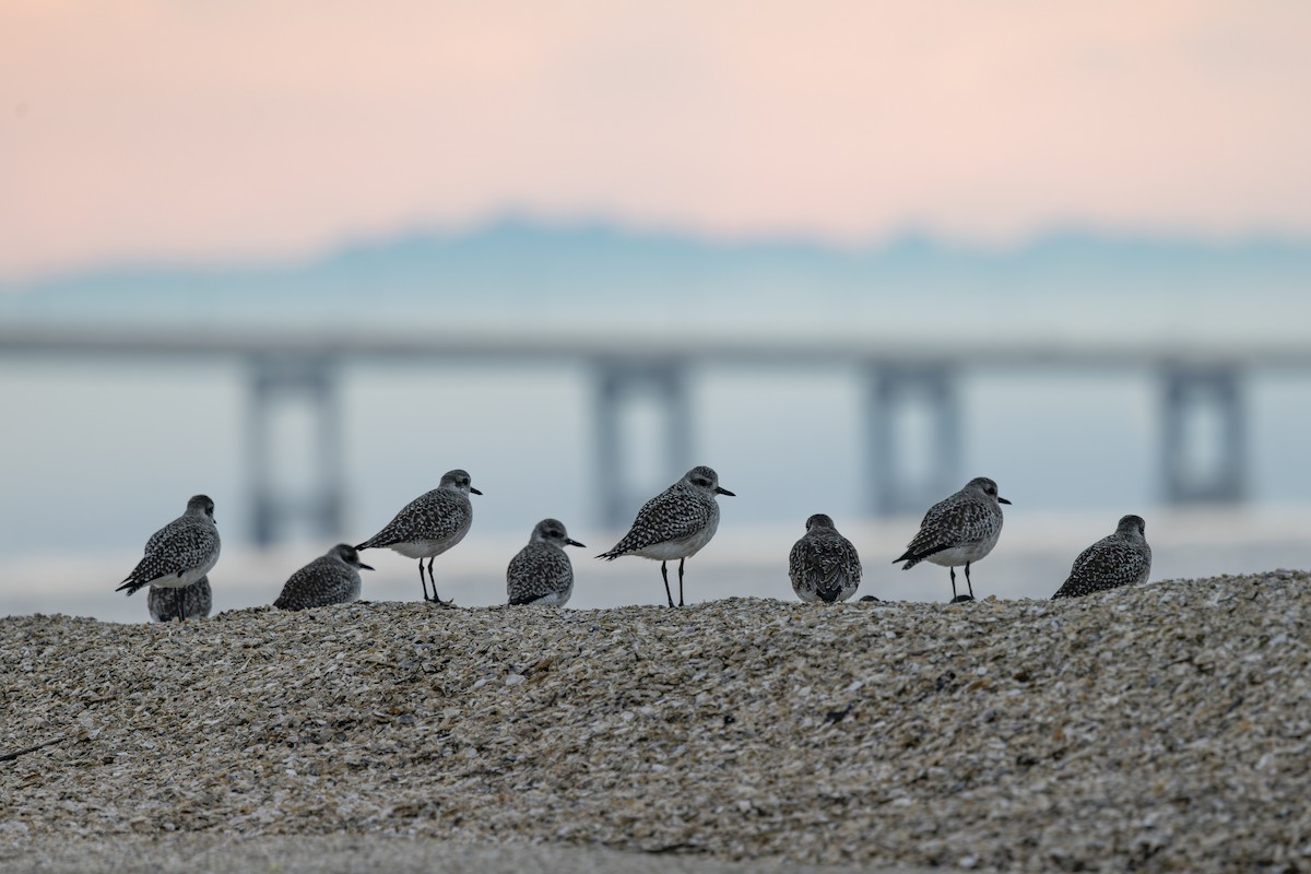 חופזי מנומר - ML646883511