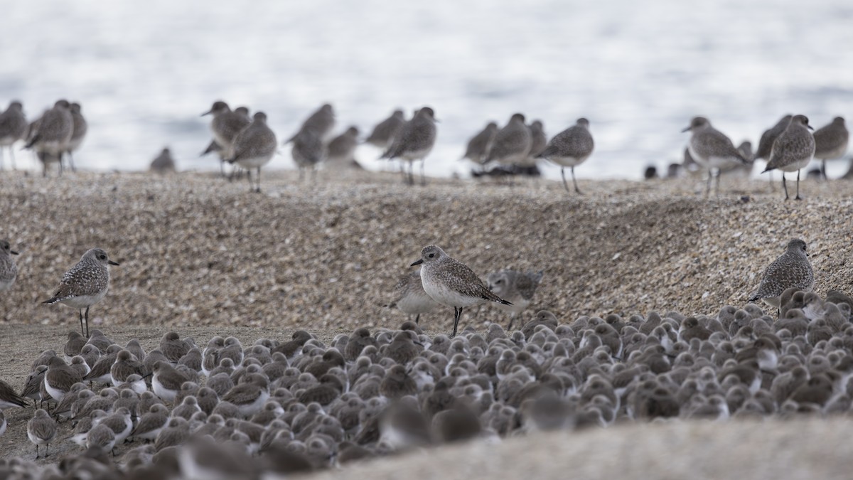 חופזי מנומר - ML646883512
