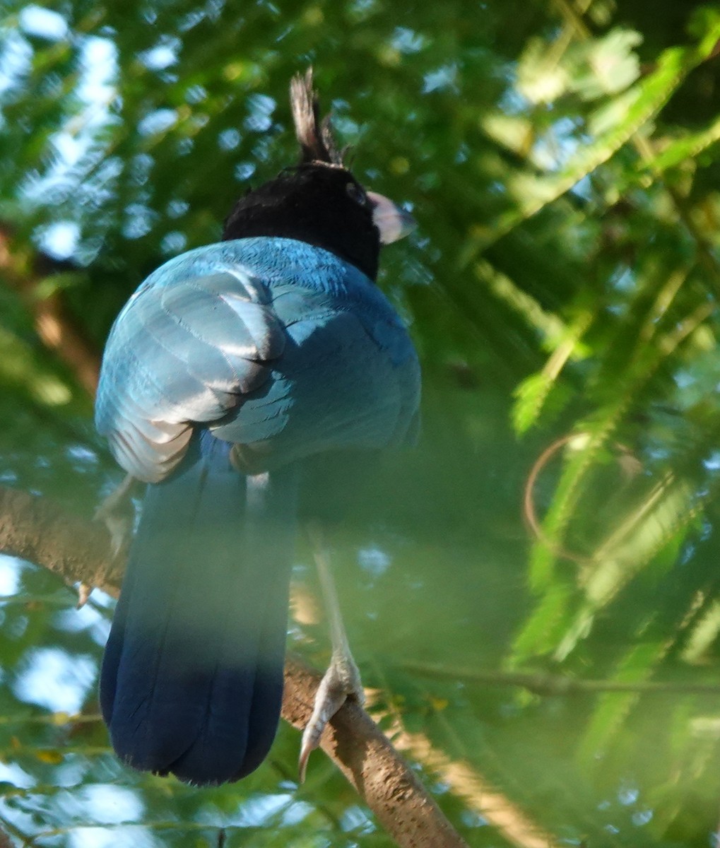 San Blas Jay - ML646883513