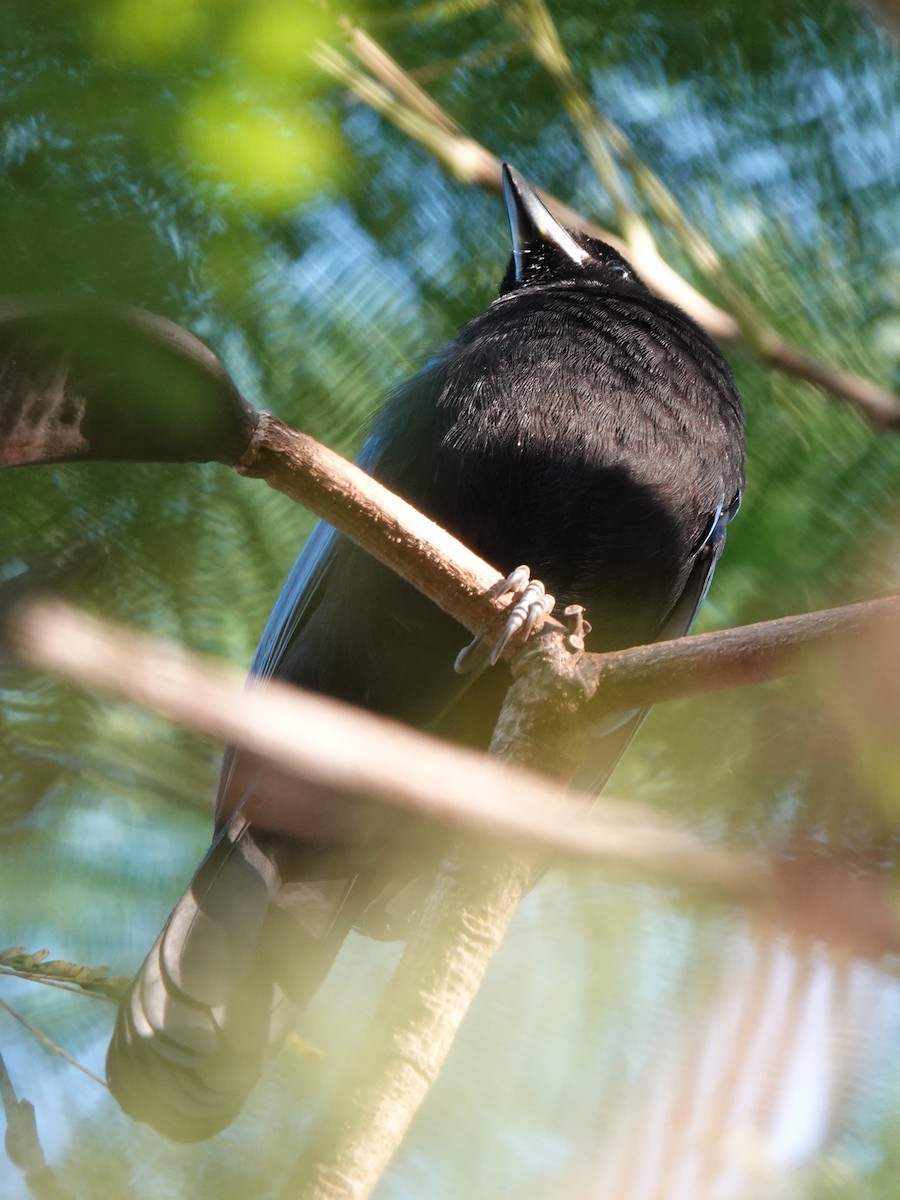 San Blas Jay - ML646883514