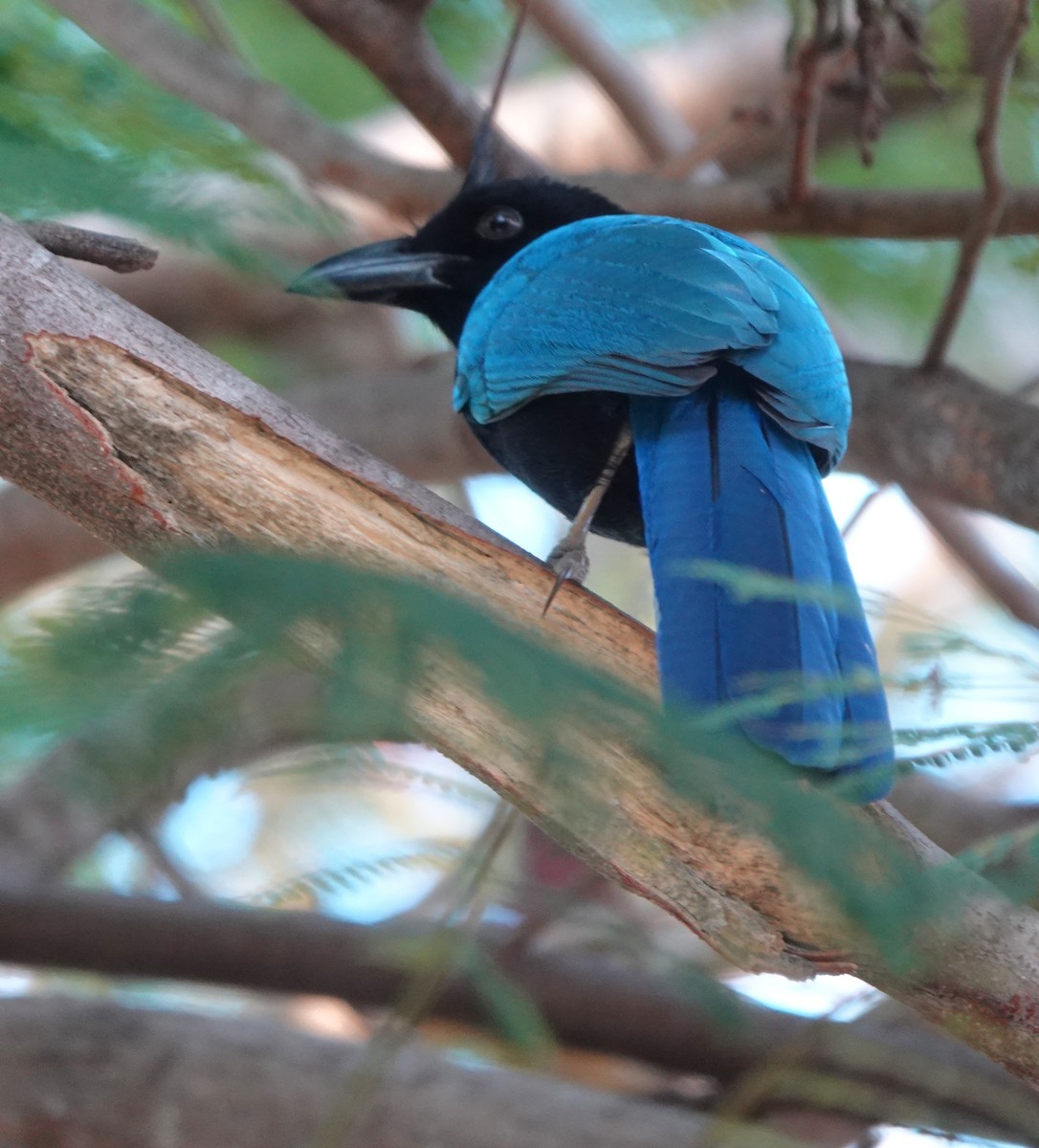 San Blas Jay - ML646883515