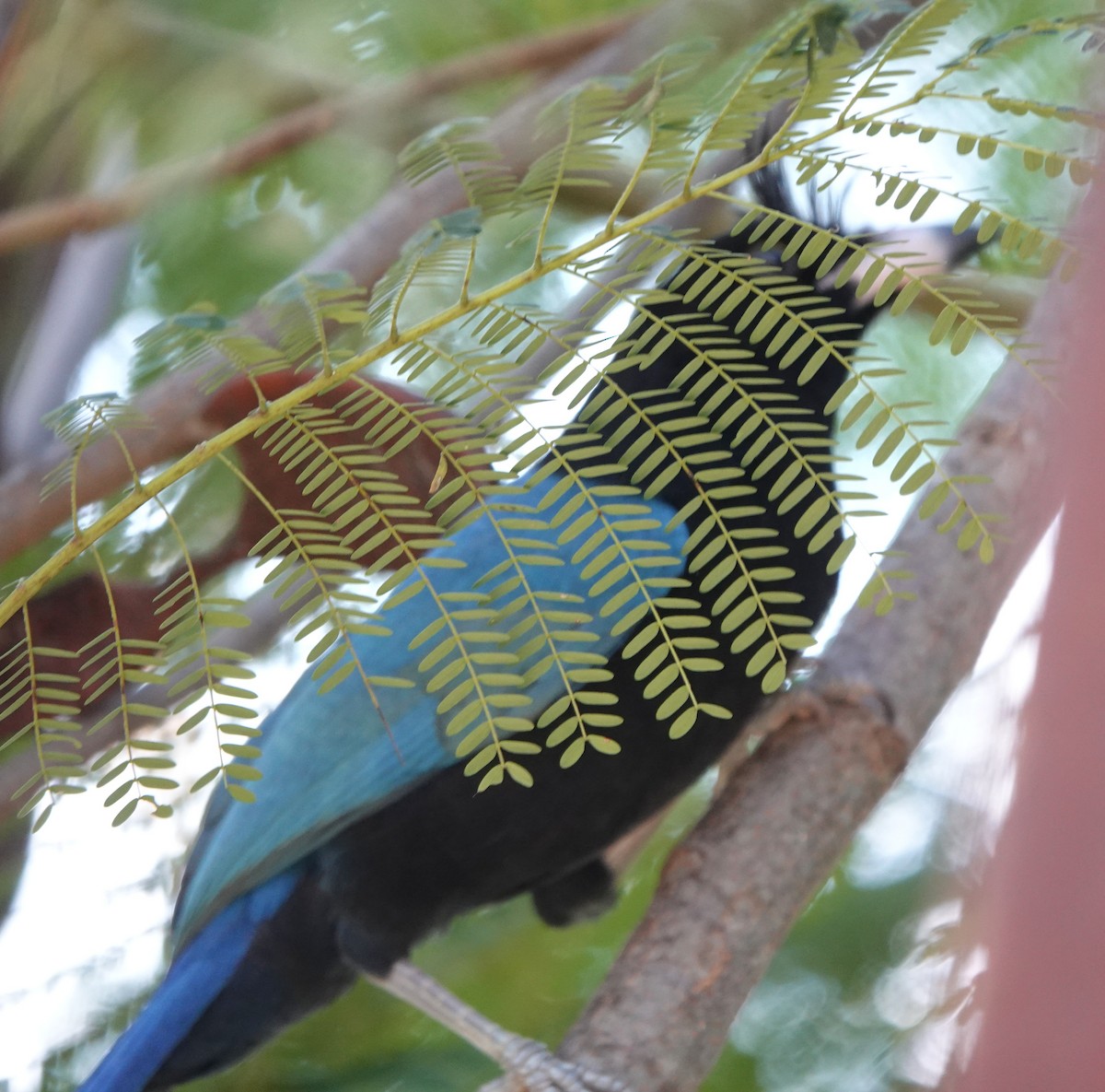 San Blas Jay - ML646883516