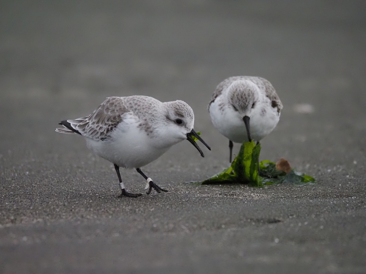 חופית לבנה - ML646883517