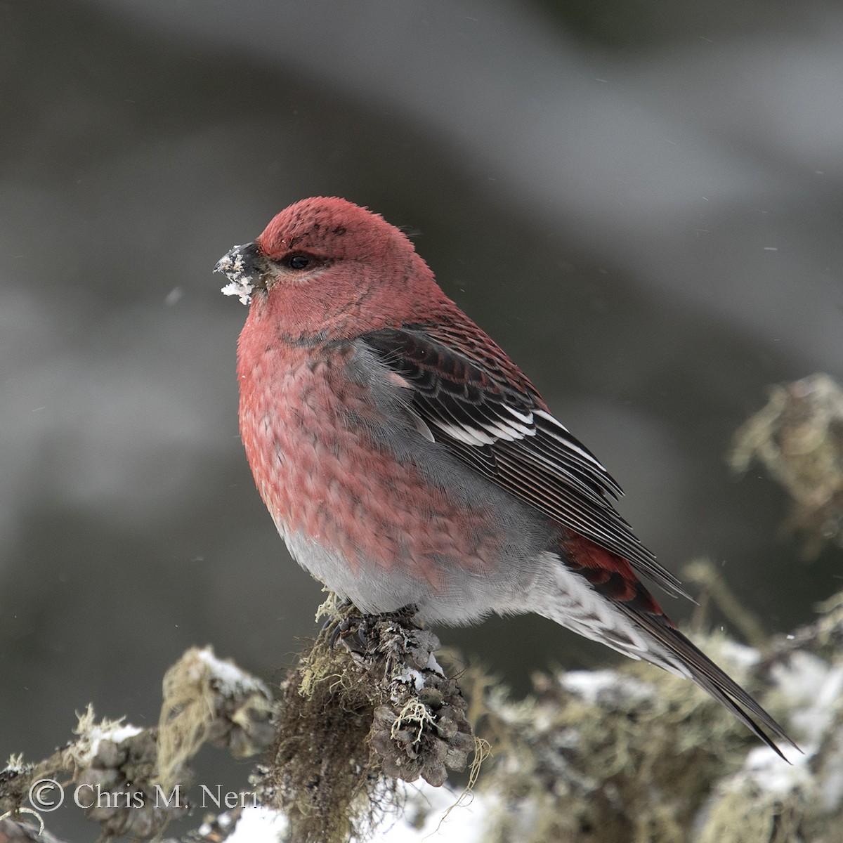 פתיאלי אורנים - ML646883520