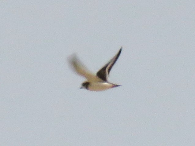 חופמי צווארון - ML646883522