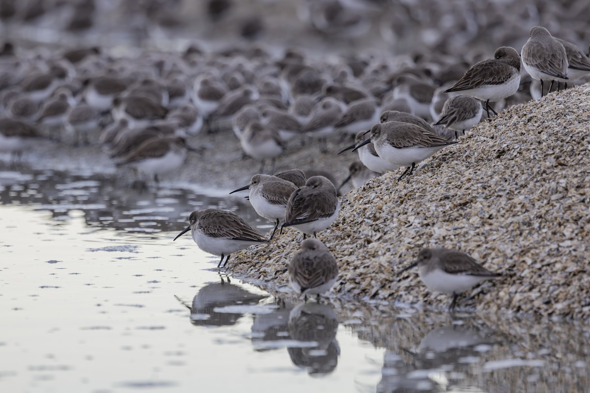 חופית אלפינית - ML646883523