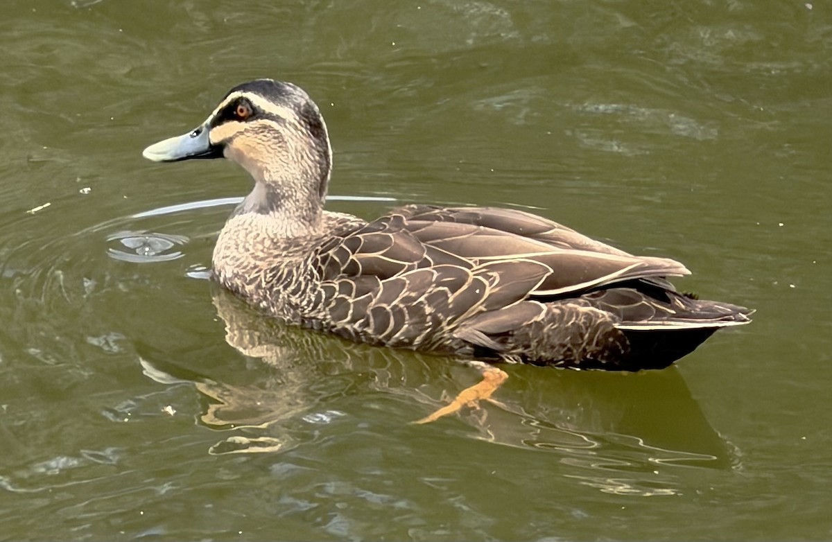 Pacific Black Duck - ML646883524