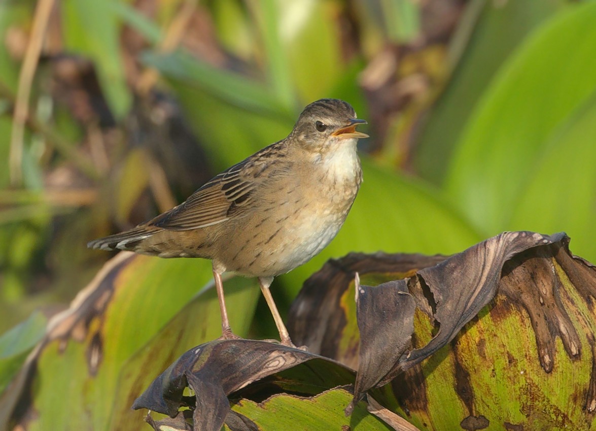 חרגולן סיבירי - ML646883525