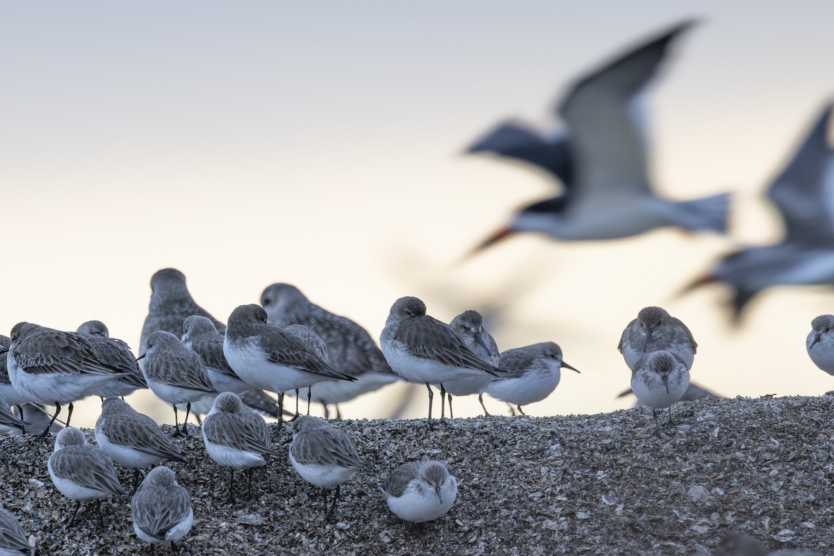 חופית מערבית - ML646883526