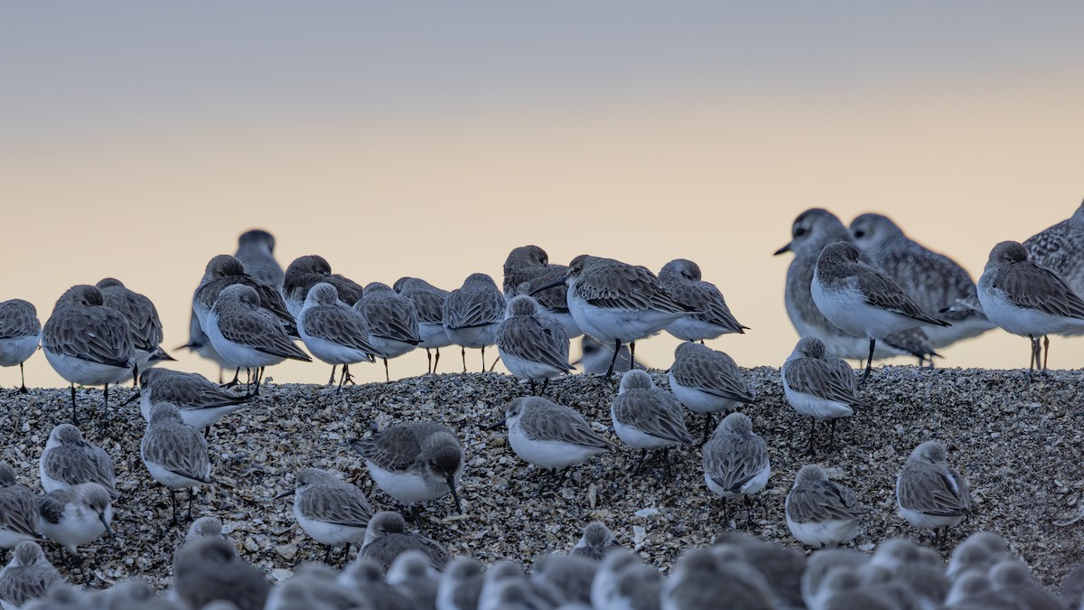 חופית מערבית - ML646883527