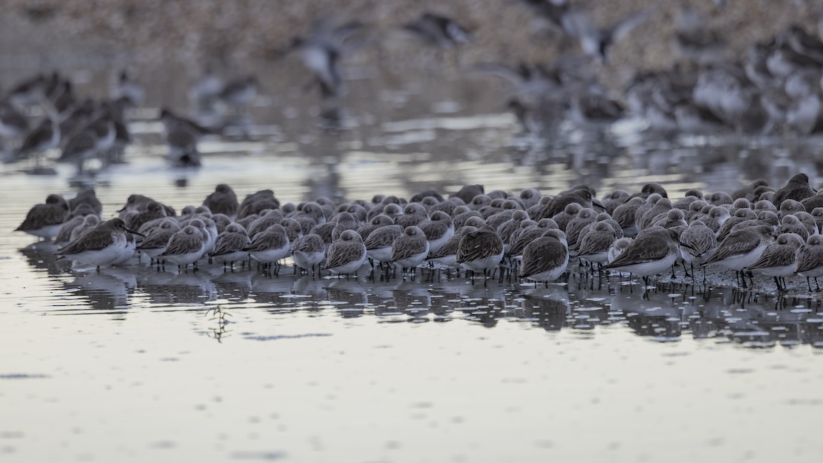 חופית מערבית - ML646883528