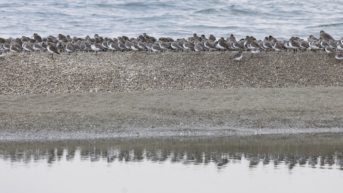 חופית מערבית - ML646883529