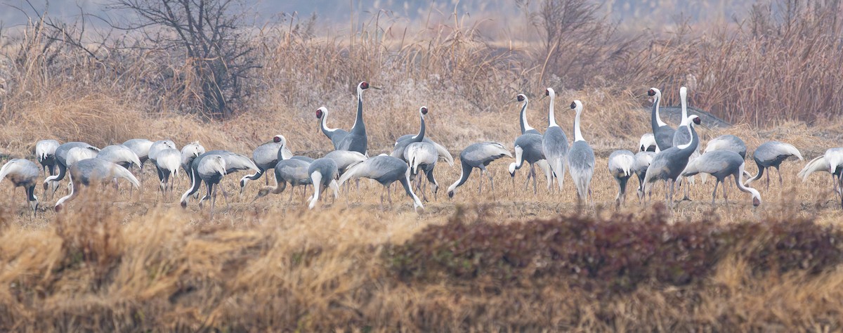 עגור לבן-עורף - ML646883530