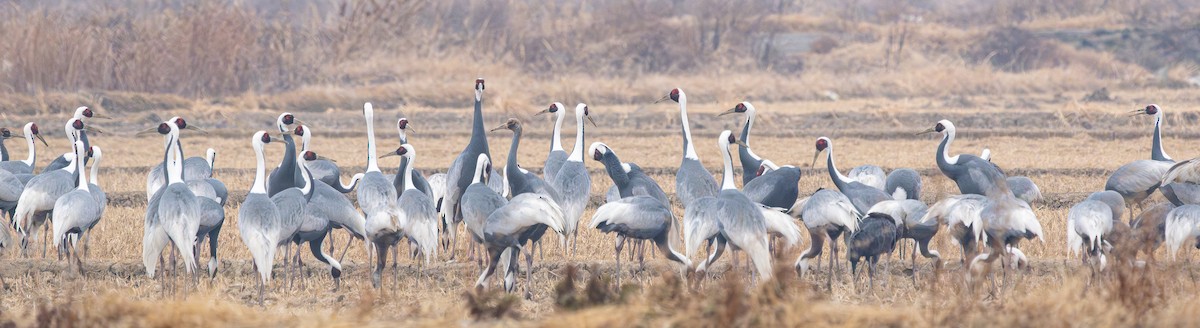 עגור לבן-עורף - ML646883531