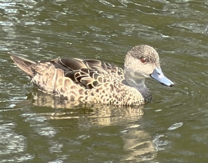 Gray Teal - ML646883532