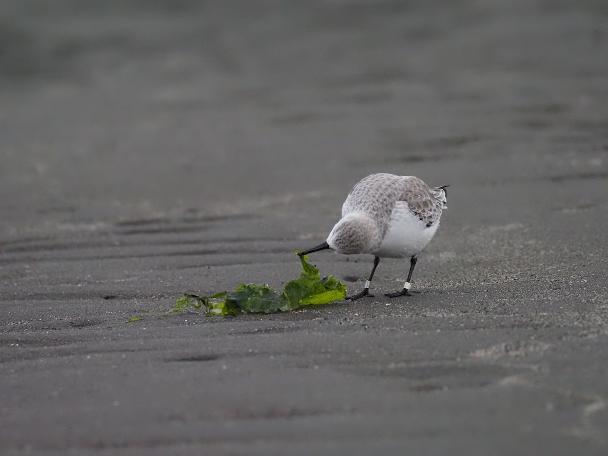 Sanderling - ML646883533