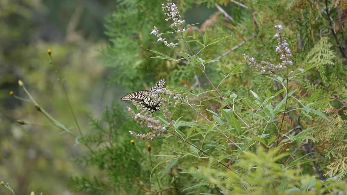 Chinese Yellow Swallowtail - ML646883534