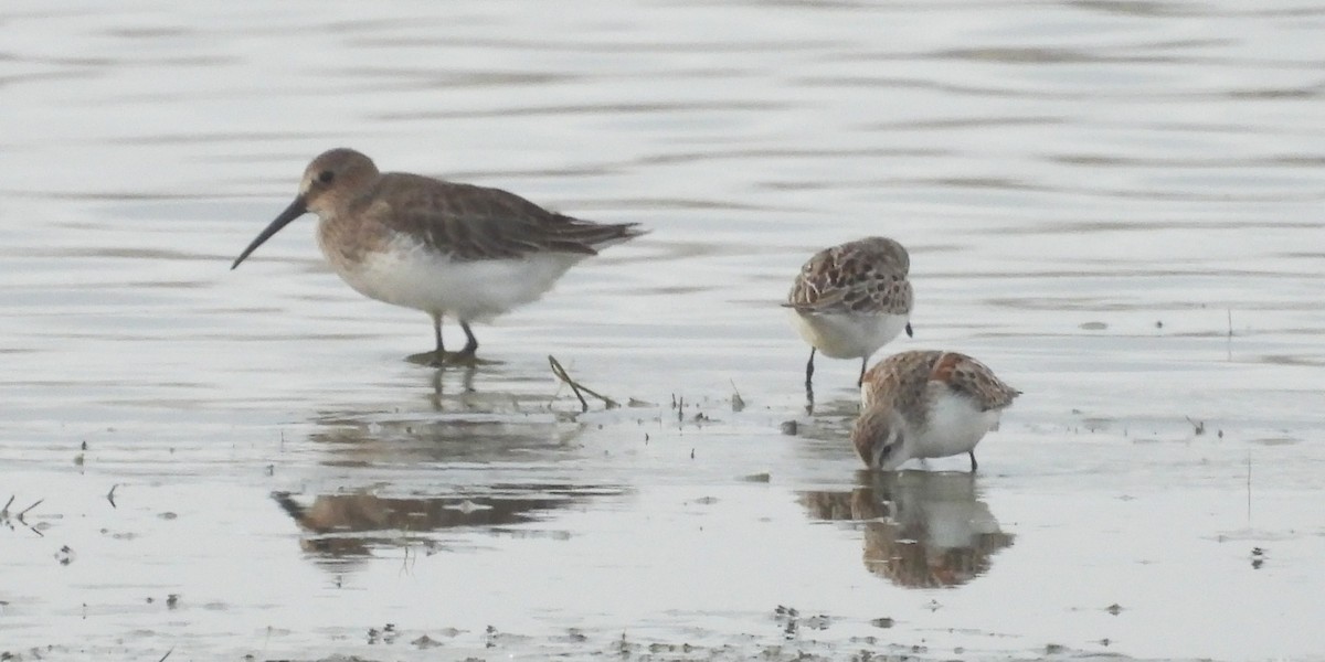 ハマシギ - ML646883542