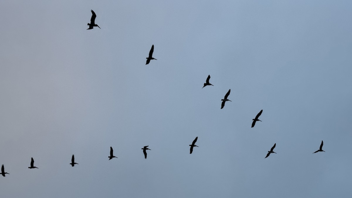 Pelikano arrea - ML646883549