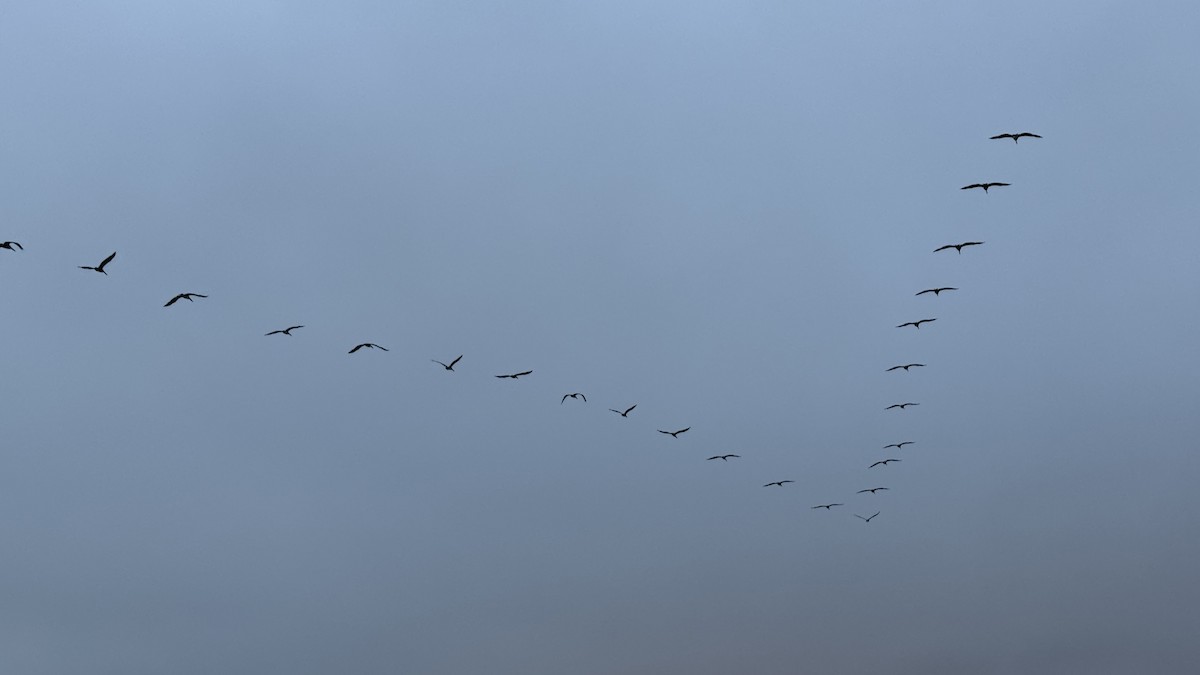 Pelikano arrea - ML646883550