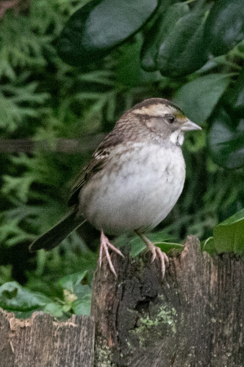 White-throated Sparrow - ML646883554
