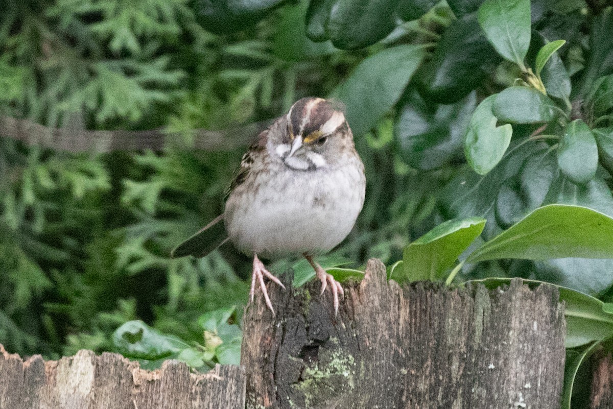 White-throated Sparrow - ML646883555