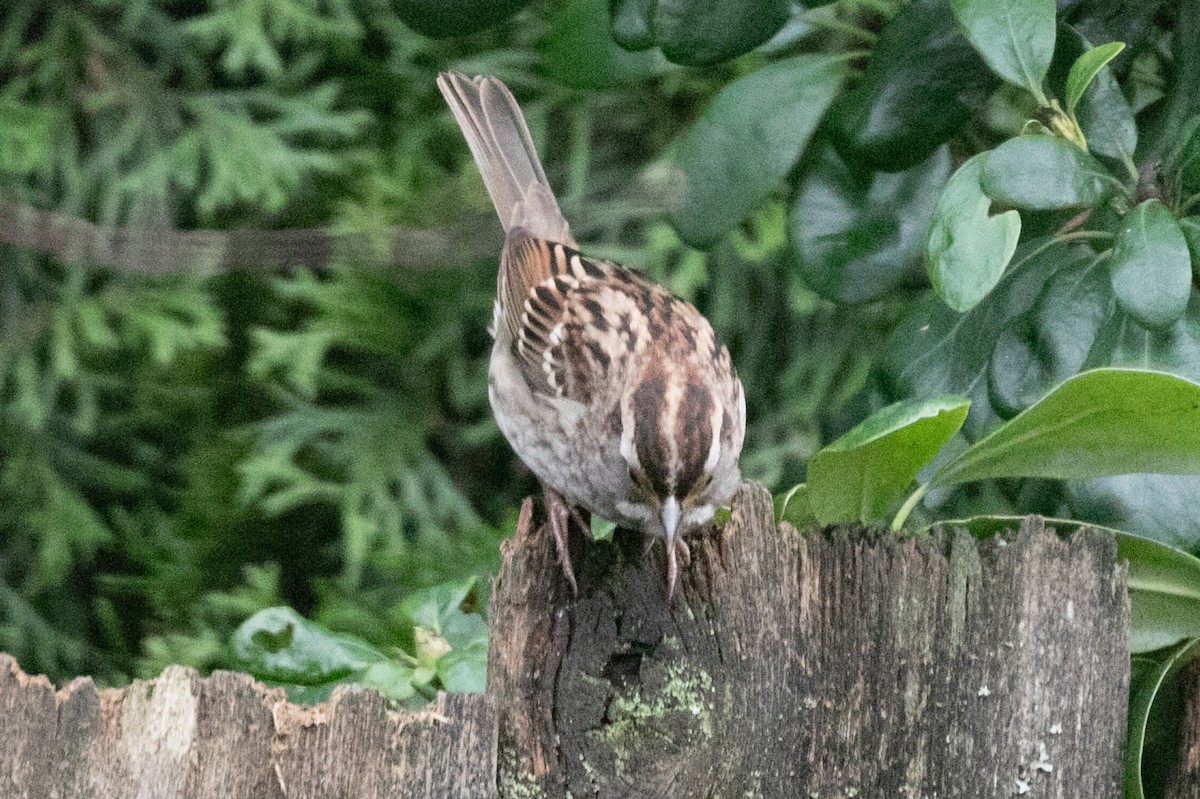 White-throated Sparrow - ML646883556