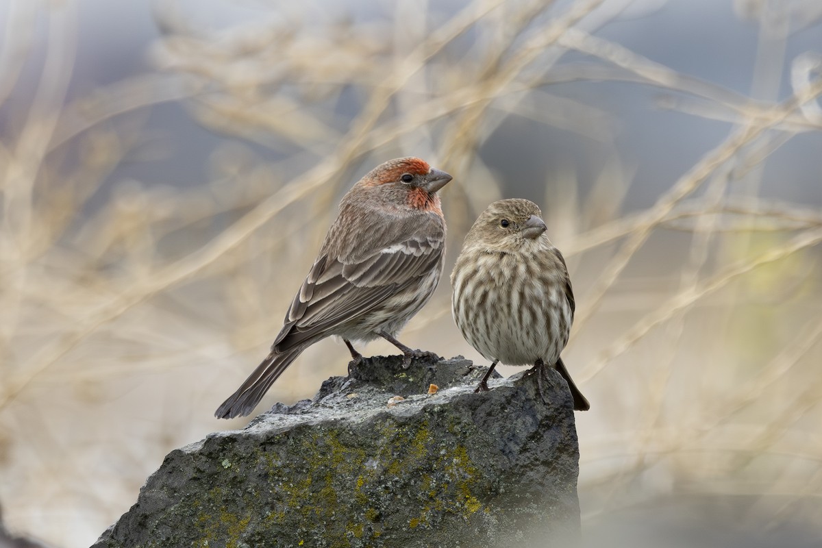 Burugorri arrunta - ML646883557