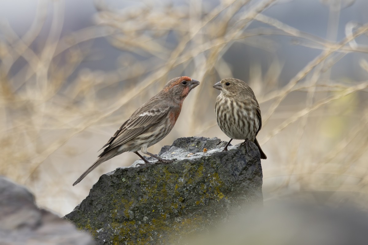 Burugorri arrunta - ML646883558