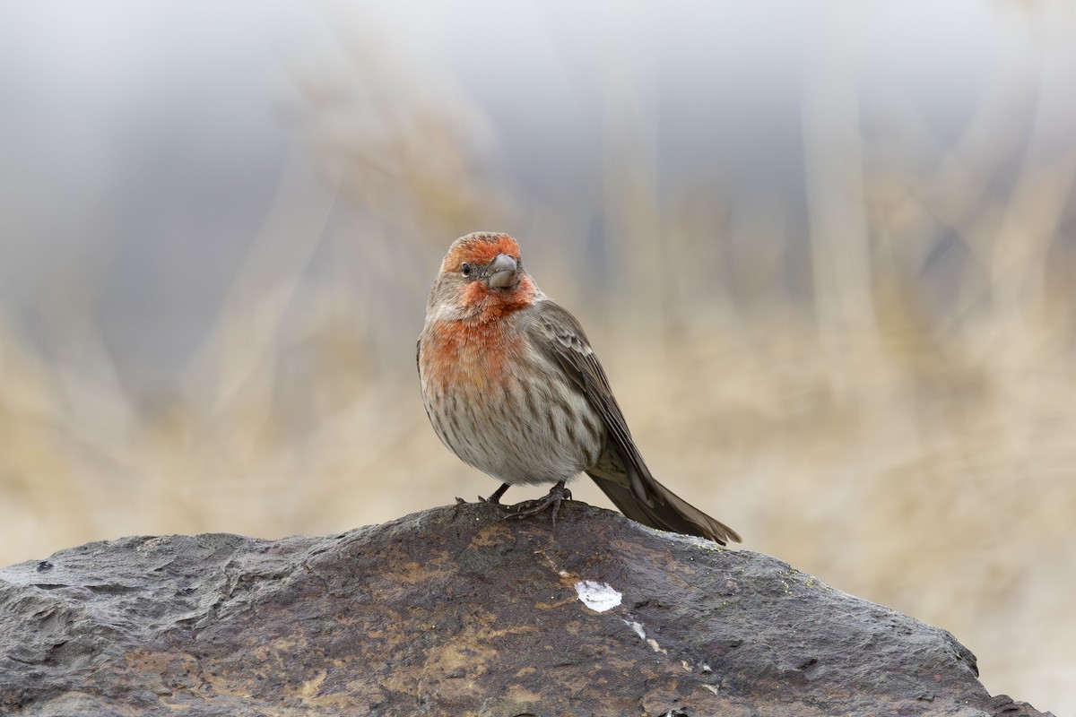 Burugorri arrunta - ML646883559