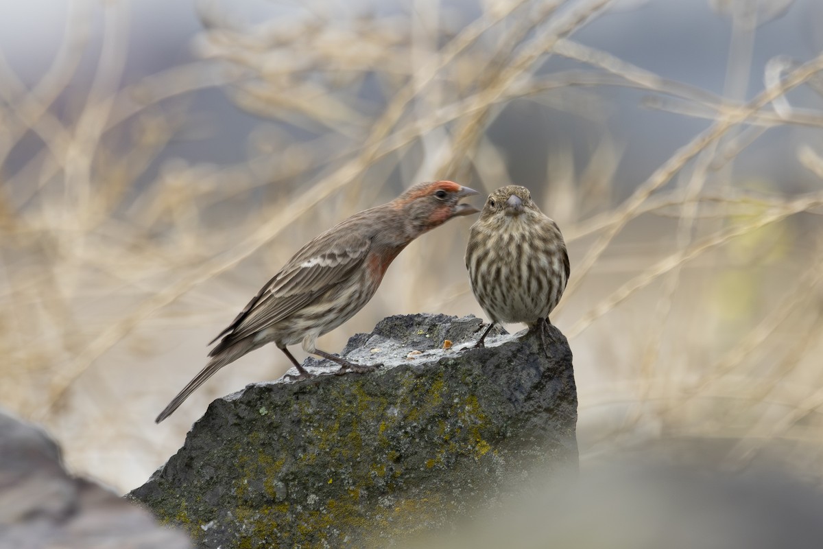 Burugorri arrunta - ML646883560